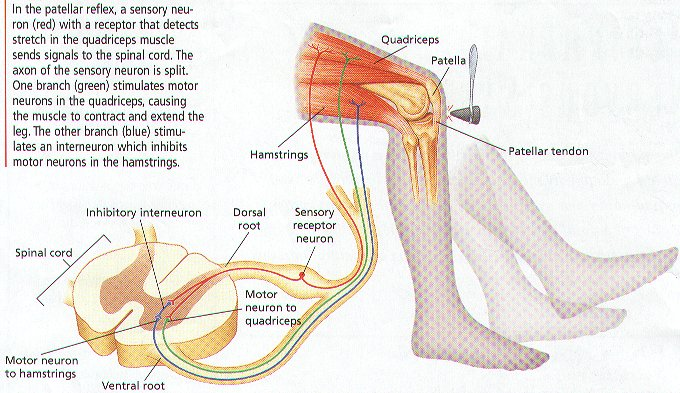 quadriceps reflex