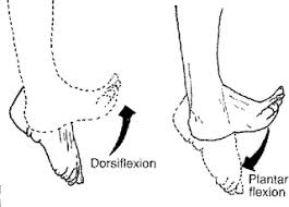 Dorsiflexion and Plantar Flexion - Knowlative